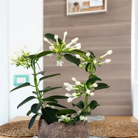 Appartement Terra Mia In Terrazza Pompéi